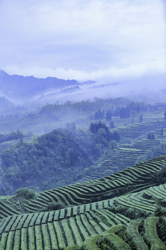 蜿蜒茶山云雾缭绕水墨茶山