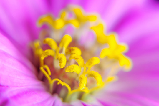 百日菊花朵局部特写