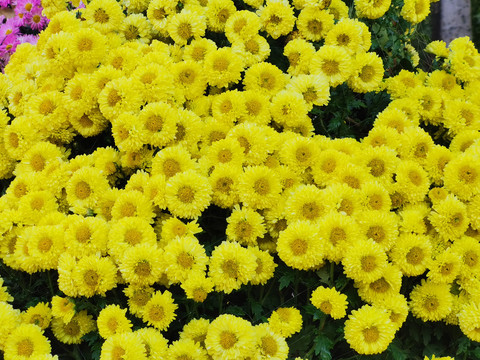 菊