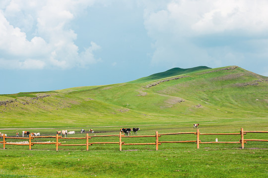 丘陵草原牧场牛群