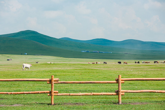 草原牧场牛群围栏