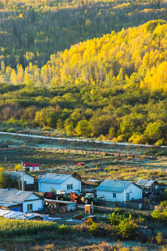 秋季山村清晨森林