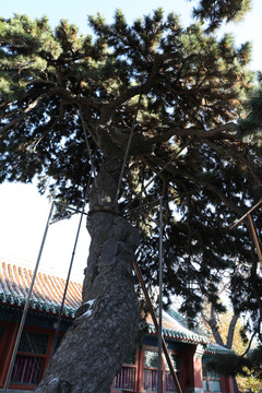 北京北海公园团城古树