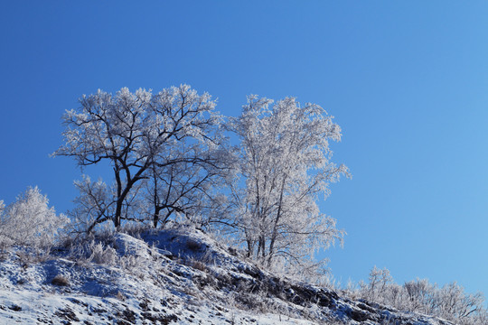 雪原树林雪景