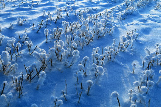 雪原灌木丛雪景