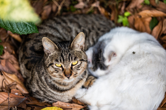 宠物小猫