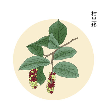 枯里珍