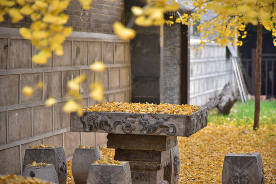 庭院