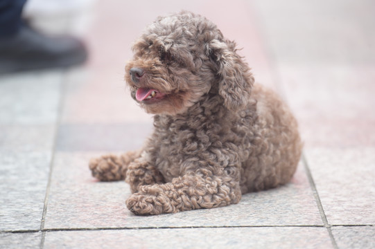 狗