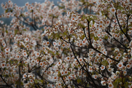 油桐花