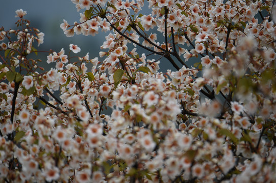 油桐花