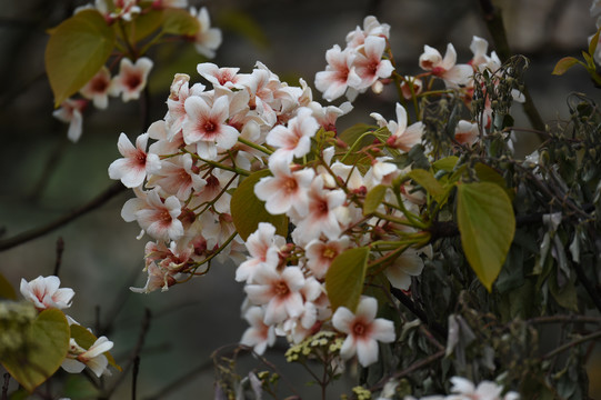 油桐花