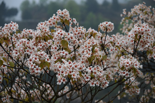 油桐花