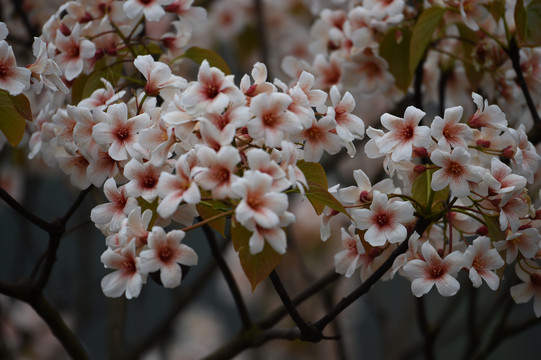 油桐花