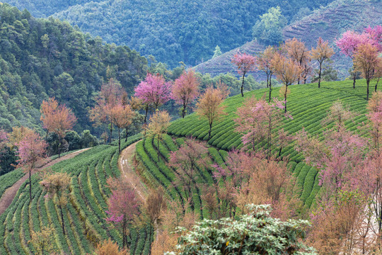 大理无量山樱花谷茶山风光