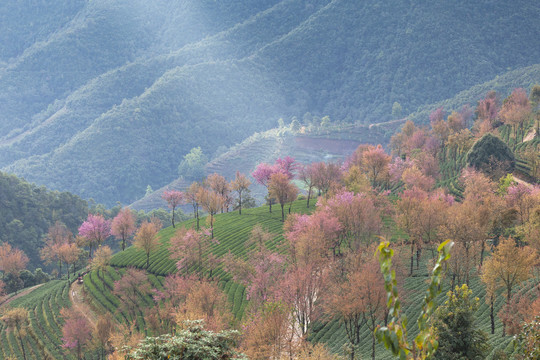 大理无量山樱花谷茶山风光