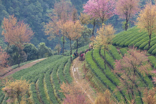 大理无量山樱花谷茶山风光