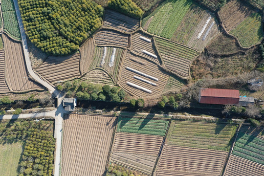 田园