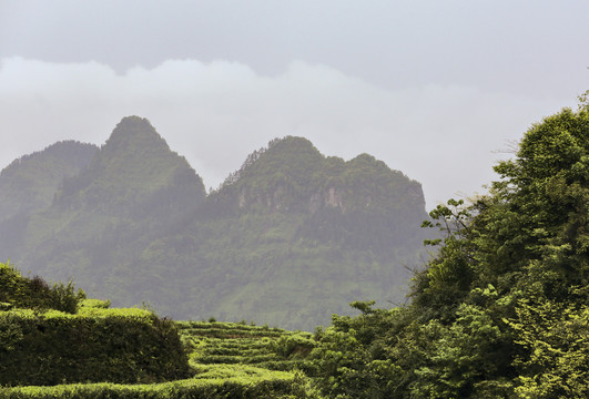 宜宾珙县鹿鸣茶场自然风光