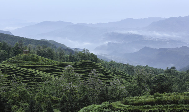 鹿鸣茶场蜿蜒茶山泡桐花茶山风光