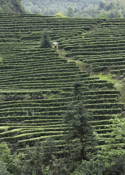 宜宾珙县鹿鸣茶场茶山风光