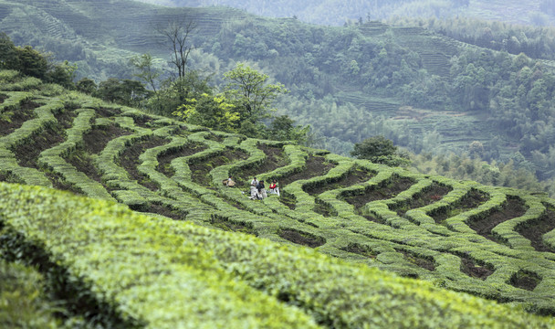 鹿鸣茶场蜿蜒茶山自然风光