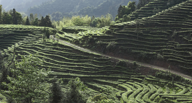 鹿鸣茶场蜿蜒茶山自然风光