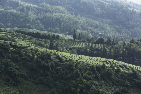 鹿鸣茶场蜿蜒茶山自然风光