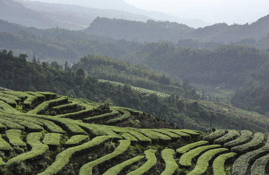 鹿鸣茶场蜿蜒茶山自然风光