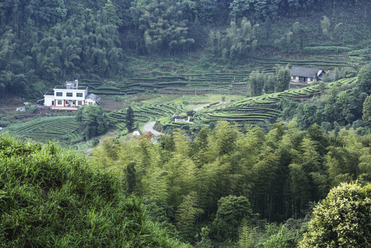 宜宾珙县鹿鸣茶场茶山风光