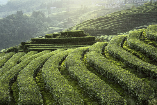 宜宾珙县鹿鸣茶场茶山风光