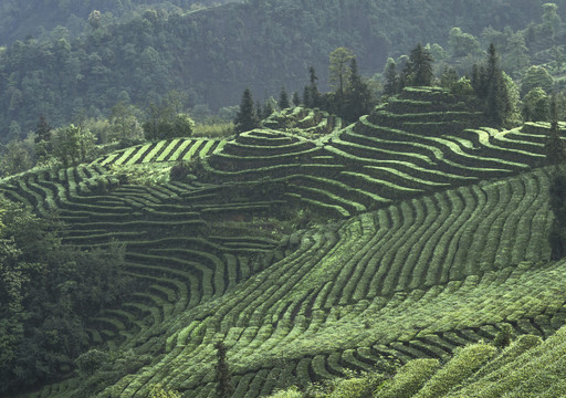 宜宾珙县鹿鸣茶场茶山风光