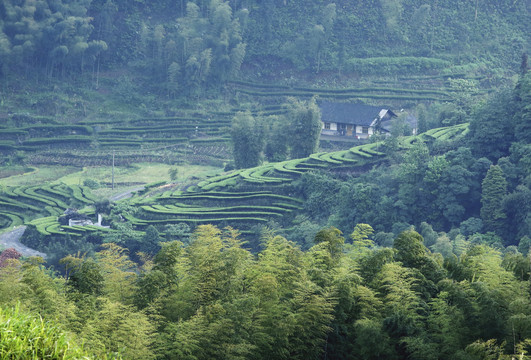 蜿蜒茶山自然景观