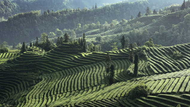 宜宾珙县鹿鸣茶场茶山风光