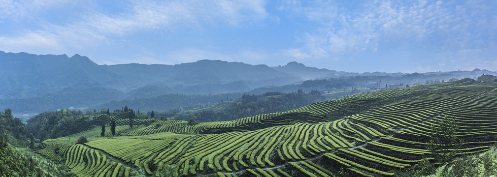 蓝天白云蜿蜒茶山自然风光