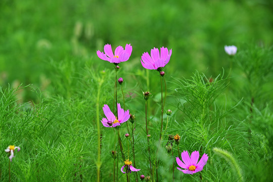 花卉