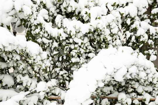 雪天的植物