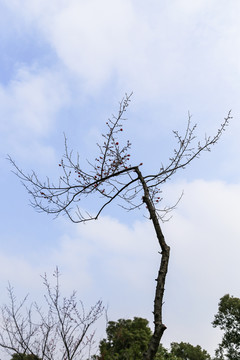 杭州超山探梅