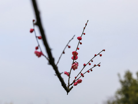 杭州超山探梅