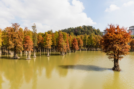 杭州青山湖国家森林公园