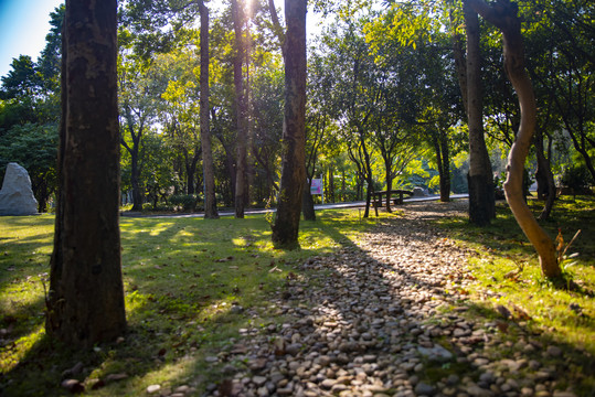阳光树木石子路