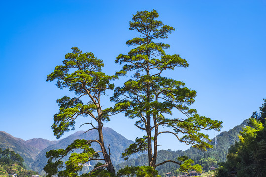 马尾松