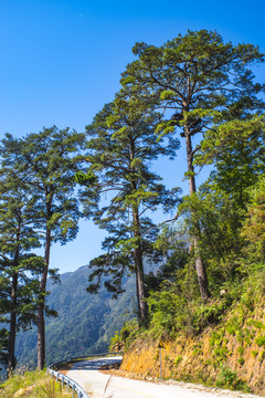 山路松树