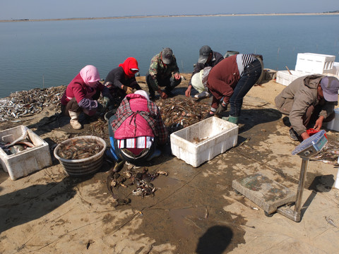 捕捞鱼船开海海鲜鱼满水产码头