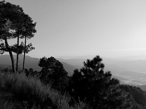 松树