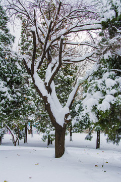 挂着雪挂的树干与松树雪地