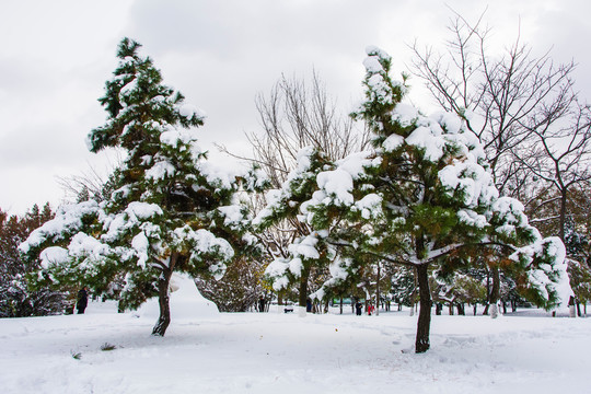 两棵挂着雪的松树与树林雪景