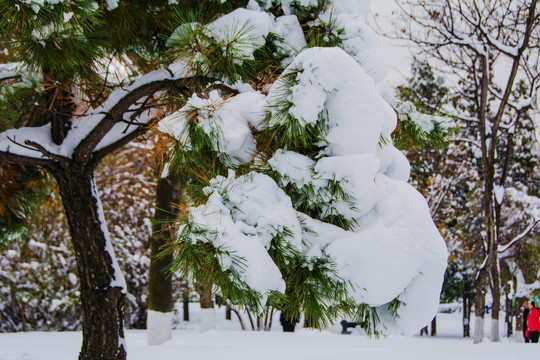松树枝干下的松叶雪挂特写
