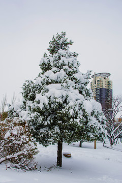 一棵挂着雪的松树与建筑雪地
