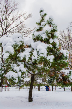 一棵挂着雪的松树与树木雪景